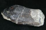 Large Partially Rooted Camarasaurus Tooth - Skull Creek #11573-3